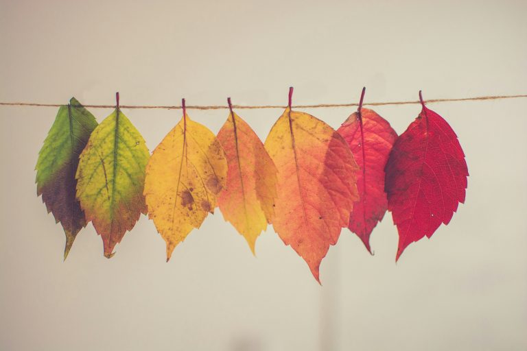 Row of autumn leaves in green, yellow, orange, and red clipped to a clothesline against a pale background.